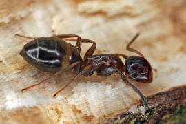 Camponotus truncatus / Stöpselkopfameise (Minor-Arbeiterin) / Ameisen - Formicidae - Formicinae