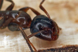 Camponotus truncatus / Stöpselkopfameise (Minor-Arbeiterin) / Ameisen - Formicidae - Formicinae