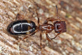 Camponotus truncatus / Stöpselkopfameise (Türschließermorphe) / Ameisen - Formicidae - Formicinae