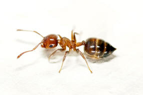 Crematogaster lorteti / Ohne deutschen Namen / Ameisen - Formicidae - Myrmicinae