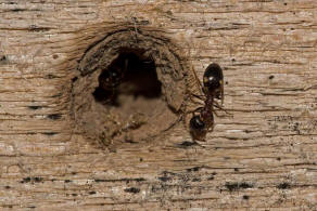 Dolichoderus quadripunctatus / Vierpunktameise / Ameisen - Formicidae - Drüsenameisen - Dolichoderinae