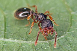 Myrmecina graminicola / Ohne deutschen Namen / Ameisen - Formicidae / Unterfamilie: Knotenameisen - Myrmicinae