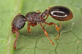 Myrmecina graminicola / Ohne deutschen Namen / Ameisen - Formicidae / Unterfamilie: Knotenameisen - Myrmicinae