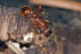 Myrmica rubra / Rote Gartenameise / Ameisen - Formicidae / Unterfamilie: Knotenameisen - Myrmicinae