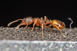 Temnothorax affinis / Ohne deutschen Namen / Ameisen - Formicidae / Unterfamilie: Knotenameisen - Myrmicinae