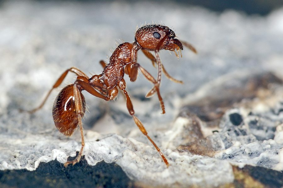 Myrmica rubra / Rote Gartenameise / Ameisen - Formicidae / Unterfamilie: Knotenameisen - Myrmicinae