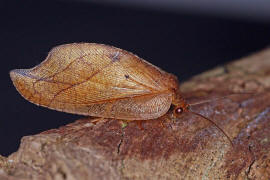 Drepanepteryx phalaenoides / Totes Blatt / "Blattlauslwe" / Taghafte - Hemerobiidae / Ordnung: Netzflgler - Neuroptera