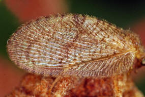 Megalomus tortricoides / Ohne deutschen Namen / Taghafte - Hemerobiidae / Ordnung: Netzflgler - Neuroptera