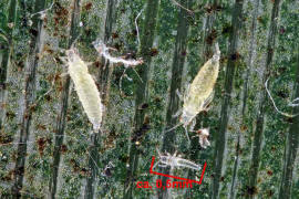 Parthenothrips dracaenae / "Palmen-Thrips" (Larven) / Thripse - Thripidae - Panchaetothripinae / Ordnung: Fransenflgler - Thysanoptera