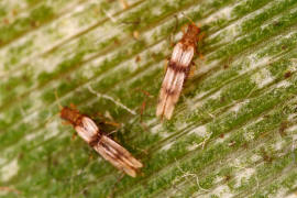 Parthenothrips dracaenae / "Palmen-Thrips" / Thripse - Thripidae - Panchaetothripinae / Ordnung: Fransenflgler - Thysanoptera