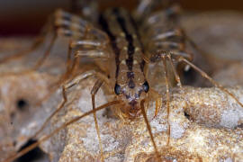 Scutigera coleoptrata / Spinnenlufer / Spinnenlufer - Scutigeridae / Ordnung: Spinnenlufer - Scutigeromorpha