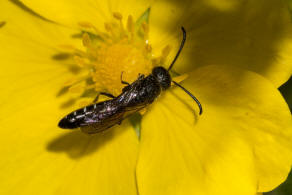 Sapygina decemguttata / Zehnpunkt-Keulenwespe / Keulenwespen - Sapygidae / Ordnung: Hautflügler - Hymenoptera