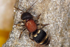 Tropidotilla litoralis (Petagna, 1787) / Ameisenwespen - Mutillidae / Ordnung: Hautflügler - Hymenoptera