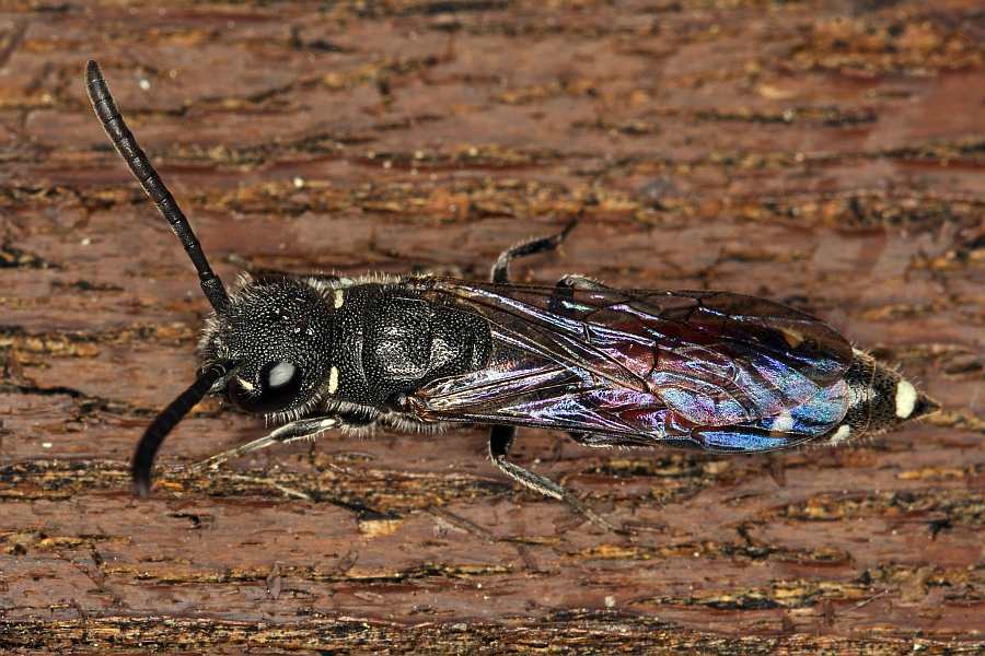 Sapyga quinquepunctata / Keulenwespe / Keulenwespen - Sapygidae / Ordnung: Hautflügler - Hymenoptera