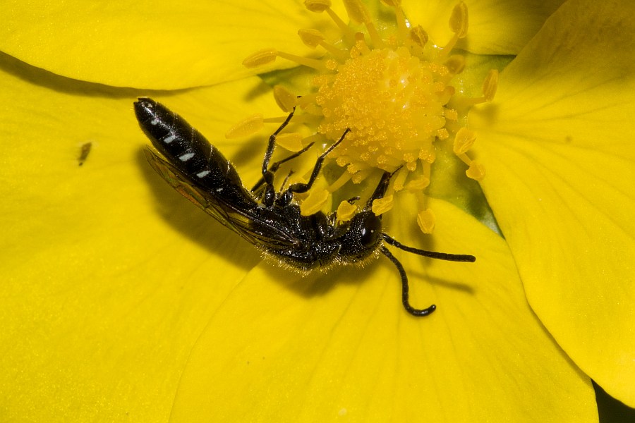 Sapygina decemguttata / Zehnpunkt-Keulenwespe / Keulenwespen - Sapygidae / Ordnung: Hautflügler - Hymenoptera
