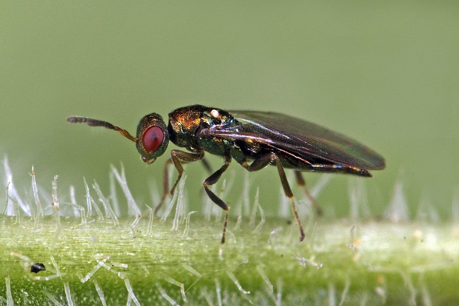 Anogmus hohenheimensis / Ohne deutschen Namen / Pteromalidae (Erzwespen - Chalcidoidea)