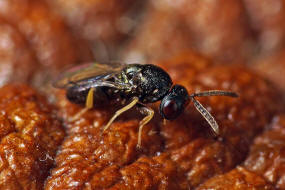 Cecidostiba semifascia / Pteromalidae - Pteromalinae / berfamilie: Erzwespen - Chalcidoidea