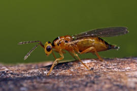 Eulophidae - Tetrastichinae