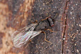 Eurytoma striolata (Ratzeburg, 1848) / Eurytomidae / berfamilie: Erzwespen - Chalcidoidea
