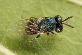 Perilampus nitens / Ohne deutschen Namen / Perilampidae / berfamilie: Erzwespen - Chalcidoidea