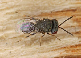 Pseudocatolaccus nitescens / Ohne deutschen Namen / Pteromalidae / berfamilie: Erzwespen - Chalcidoidea