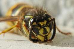 Vespula vulgaris / Gemeine Wespe (Königin) / Vespidae - Faltenwespen - Vespinae - Echte Wespen