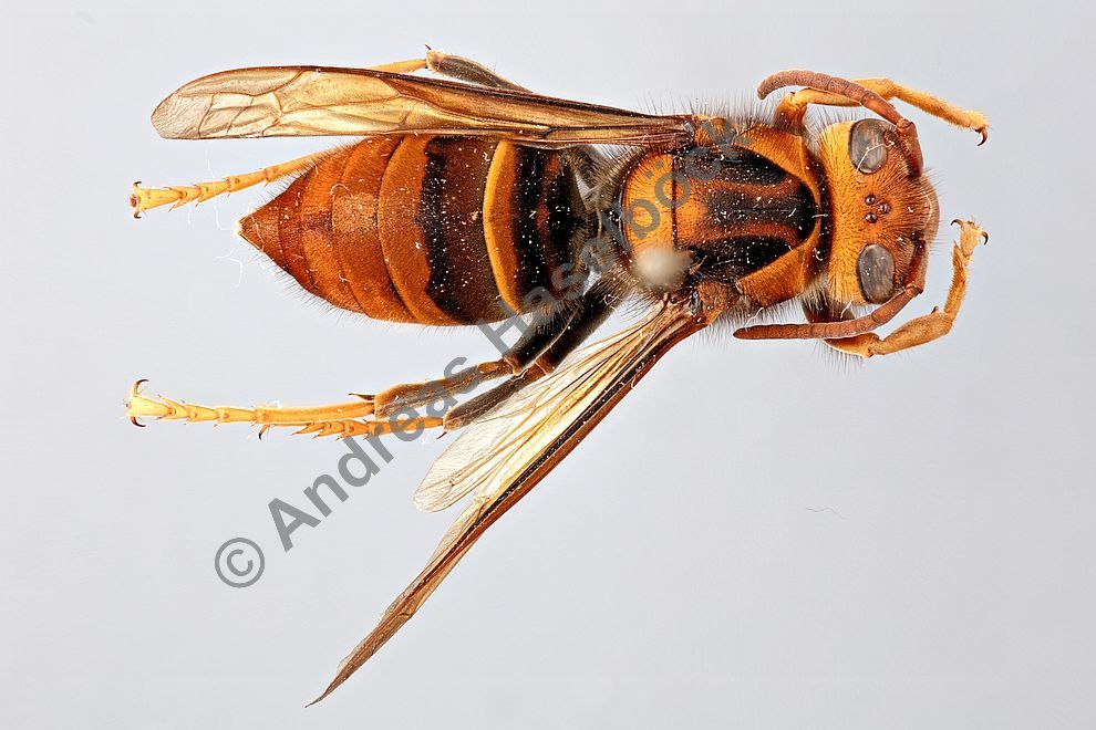 Vespa velutina / "Asiatische Hornisse" / Vespidae - Faltenwespen - Vespinae - Echte Wespen