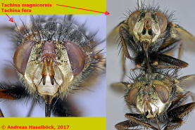 Vergleich Tachina fera vs. Tachina magnicornis