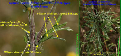 Senecio erucifolius / Raukenblttriges Greiskraut (Details) / Asteraceae / Korbbltengewchse