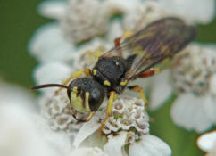 Cerceris rybyensis / Bienenjagende Knotenwespe / Grabwespen - Crabronidae - Philanthinae