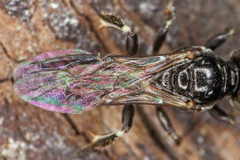 Crossocerus annulipes / Ohne deutschen Namen / Grabwespen - Crabronidae / Ordnung Hautflügler - Hymenoptera