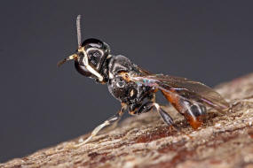 Rhopalum clavipes / Ohne deutschen Namen / Grabwespen - Crabronidae / Ordnung Hautflügler - Hymenoptera
