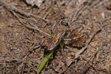 Sphex funerarius / Heuschrecken-Sandwespe / Langstielgrabwespen - Crabronidae - Sphecidae