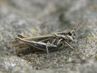 Chorthippus biguttulus / Nachtigall-Grashüpfer / Feldheuschrecken - Acrididae / Unterfamilie: Grashüpfer - Gomphocerinae / Kurzfühlerschrecken - Caelifera