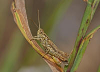 Chorthippus brunneus / Brauner Grashüpfer / Feldheuschrecken - Acrididae / Unterfamilie: Grashüpfer - Gomphocerinae / Ordnung: Kurzfühlerschrecken - Caelifera