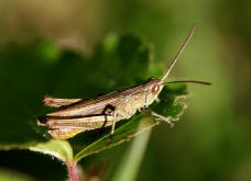 Chorthippus dorsatus / Wiesengrashüpfer / Feldheuschrecken - Acrididae / Unterfamilie: Grashüpfer - Gomphocerinae / Kurzfühlerschrecken - Caelifera