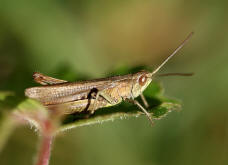 Chorthippus dorsatus / Wiesengrashüpfer / Feldheuschrecken - Acrididae / Unterfamilie: Grashüpfer - Gomphocerinae / Kurzfühlerschrecken - Caelifera