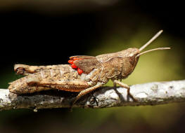 Gomphocerippus rufus / Rote Keulenschrecke (Nymphe mit parasitischen Milbenlarven) / Familie: Feldheuschrecken - Acrididae / Unterfamilie: Grashüpfer - Gomphocerinae / Ordnung: Kurzfühlerschrecken - Caelifera