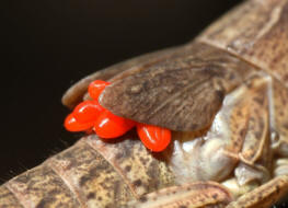 Gomphocerippus rufus / Rote Keulenschrecke (Nymphe mit parasitischen Milbenlarven) / Familie: Feldheuschrecken - Acrididae / Unterfamilie: Grashüpfer - Gomphocerinae / Ordnung: Kurzfühlerschrecken - Caelifera