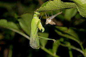 Phaneroptera falcata / Gemeine Sichelschrecke / Laubheuschrecken - Tettigoniidae
