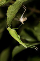 Phaneroptera falcata / Gemeine Sichelschrecke / Laubheuschrecken - Tettigoniidae