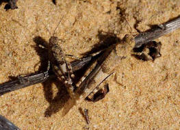 Sphingonotus caerulans / Blauflügelige Sandschrecke / Feldheuschrecken - Acrididae / Unterfamilie: Ödlandschrecken - Oedipodinae Ordnung: Kurzfühlerschrecken - Caelifera