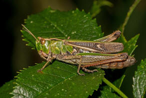 Stenobothrus lineatus / Heidegrashüpfer / Familie: Acrididae - Feldheuschrecken / Unterfamilie: Gomphocerinae - Grashüpfer / Ordnung: Caelifera - Kurzfühlerschrecken