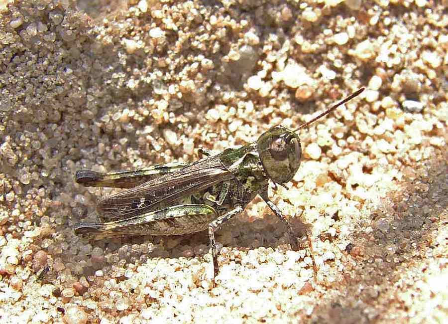 Myrmeleotettix maculatus / Gefleckte Keulenschrecke / Familie Acrididae - Feldheuschrecken / Unterfamilie: Gomphocerinae - Grashüpfer / Ordnung: Caelifera - Kurzfühlerschrecken