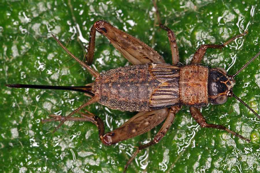 Nemobius sylvestris / Waldgrille / Echte Grillen - Gryllidae / Ordnung: Langfühlerschrecken - Ensifera