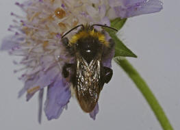 Bombus bohemicus (syn. Psithyrus bohemicus) / Bhmische Kuckuckshummel (Angebundene Kuckuckshummel) / Apinae (Echte Bienen) / Ordnung: Hautflgler - Hymenoptera