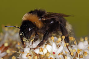 Bombus bohemicus (syn. Psithyrus bohemicus) / Bhmische Kuckuckshummel (Angebundene Kuckuckshummel) / Apinae (Echte Bienen) / Ordnung: Hautflgler - Hymenoptera