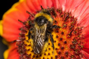 Bombus campestris / Feld-Kuckuckshummel (Männchen) / Apidae (Echte Bienen) / Ordnung: Hautflügler - Hymenoptera