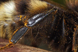 Bombus cryptarum / Kryptarum Erdhummel / Apinae (Echte Bienen) / Ordnung: Hautflgler - Hymenoptera
