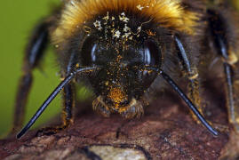 Bombus cryptarum / Kryptarum Erdhummel / Apinae (Echte Bienen) / Ordnung: Hautflgler - Hymenoptera
